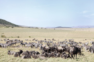 Closure look of the zebras grazing at Masai Mara National Park