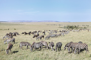 Fototapeta na wymiar Piękny krajobraz z zebry, gnu wypasu