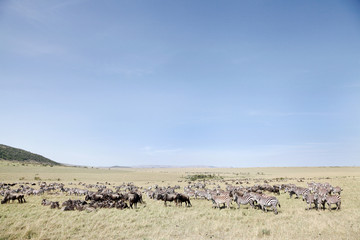 Vast grassland and beautiful Zebras and wildebeests