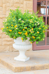 Fototapeta na wymiar Flower vase decoration