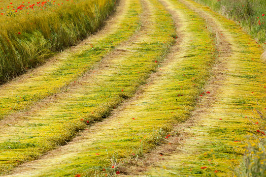 moisson d'un champs de lin