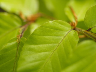 Frische Buchenblätter