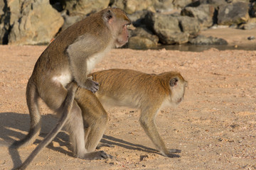 Affen in freier Natur