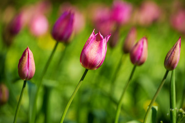 Tulips flowerbed background