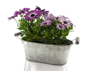 metal pot with spanish daisy isolated on white