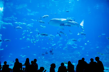 Fototapeta premium whale sharks swimming in aquarium with people observing