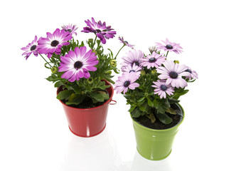 spanish daisy flowers in red and green bucket