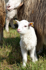 Obraz premium Lamm, Moorschnucke