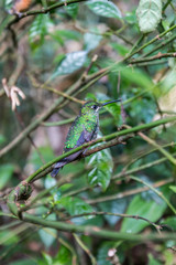 Colibri, Costa Rica
