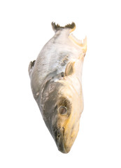 Pangasius Sutchi Fish