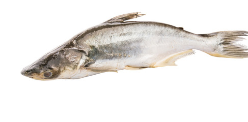 Pangasius Sutchi Fish