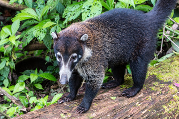 Fototapeta premium Coatis à nez blanc, Costa Rica