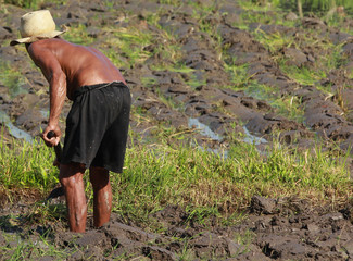 Man Farming