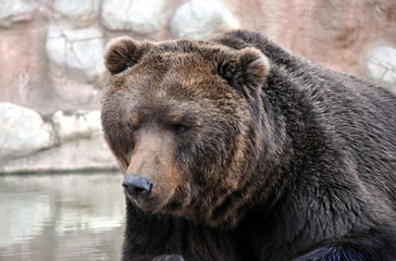 Fototapeta na wymiar look at the big brown bear
