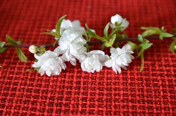 Frühlingszweig auf Rot