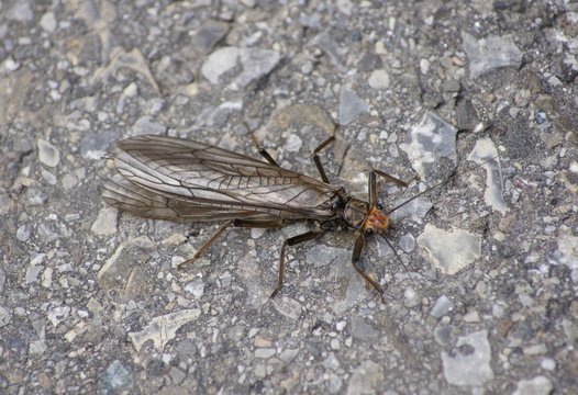 Steinfliege