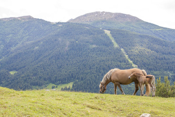 Cavallo di montagna