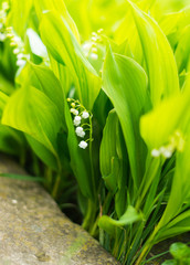 Fototapeta premium Lily of the valley - convallaria majalis