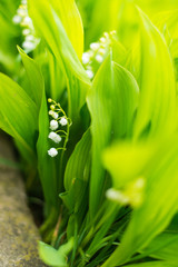 Fototapeta premium Lily of the valley - convallaria majalis