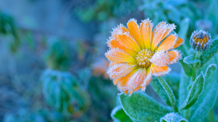 orange flower covered with frost - obrazy, fototapety, plakaty