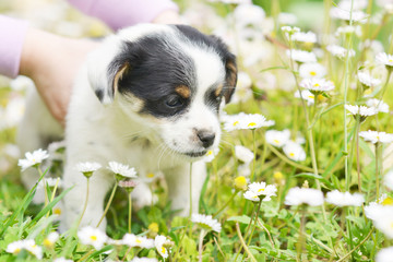 chiot