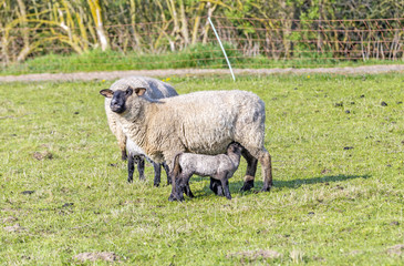 Obraz premium Spring pasture with flock of sheep and lambs