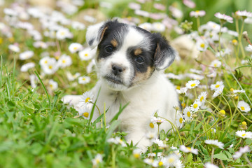 chiots mignons dans la prairie au printemps