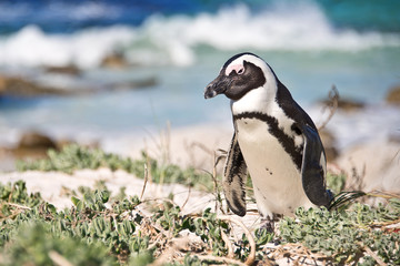Fototapeta premium African penguins, Boulders national Park, South Africa
