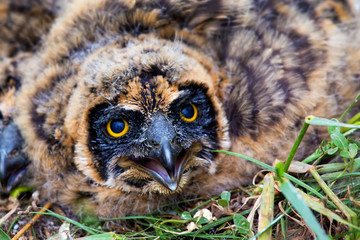 Nestling of short-eared owl
