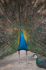 Naklejka premium Pavone