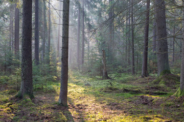 Sunbeam entering rich coniferous forest