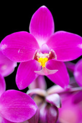 Beautiful purple orchid
