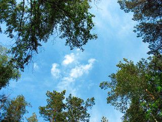 Birch and pine tops against blue sky
