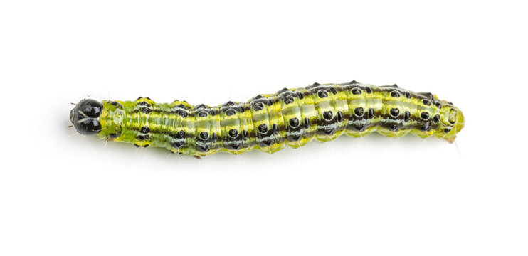 Raupe des Buchsbaumz&uuml;nslers (Cydalima perspectalis)