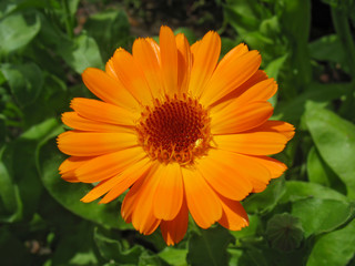Bright orange calendula flower