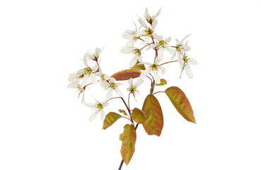 Amelanchier