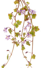 Toadflax