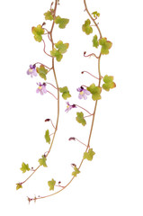 Ivy leaved toadflax