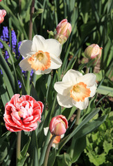 Tulips and Narcisses