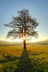 Naklejka premium Alone tree on meadow at sunset with sun and mist - panorama
