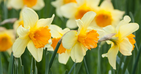 Yellow daffodils