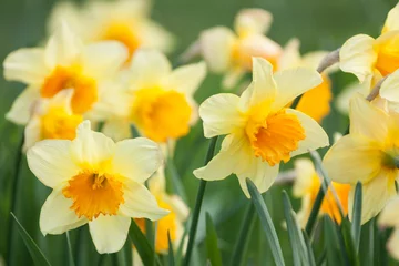 Zelfklevend behang Narcis Gele narcissen