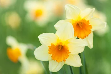 Keuken foto achterwand Narcis Gele narcissen