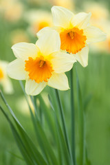 Yellow daffodils