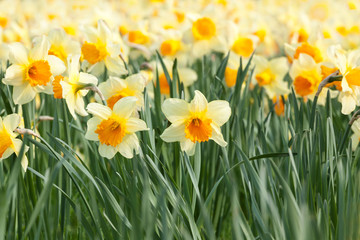 Yellow daffodils - 64257583