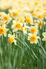 Crédence de cuisine en verre imprimé Narcisse Yellow daffodils