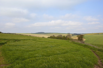 Fototapeta premium scenic wheat fields
