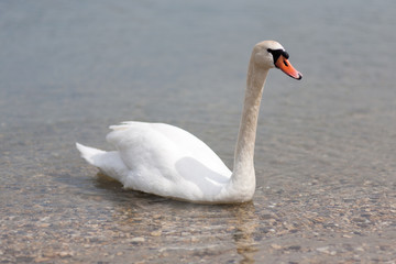 Fototapeta premium Cygnes sur l'eau