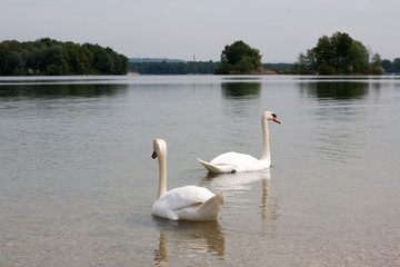 Cygnes sur l'eau