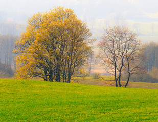 Wiosenne Polne Drzewa © Wojciech Lisiński